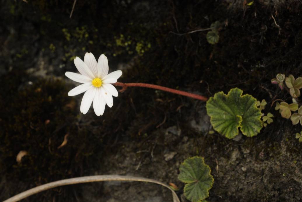 B. anemoniflora
